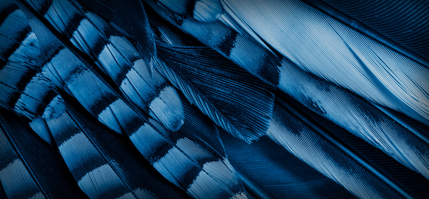 Blue Jay