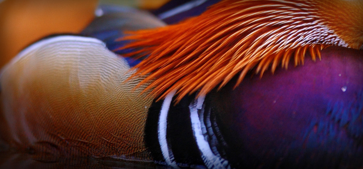 Mandarin Duck