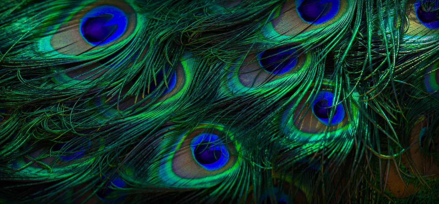 Elegant Peacock