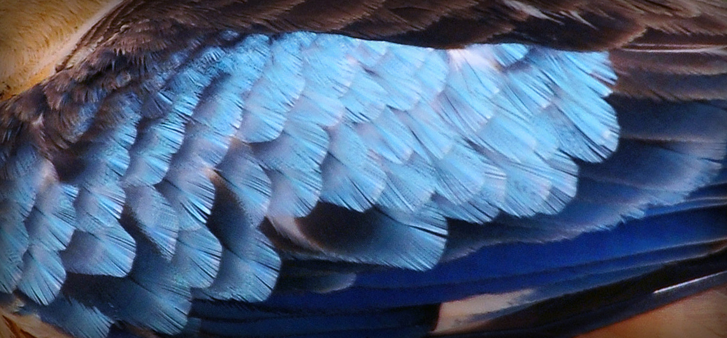 Laughing Kookaburra