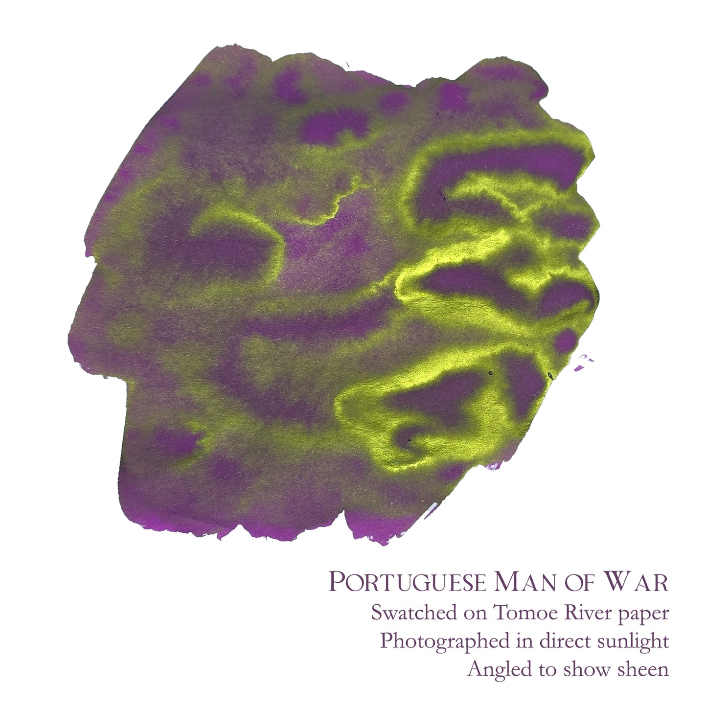 Van Dieman's & Pen Chalet's World Oceans - Atlantic: Portuguese Man of War