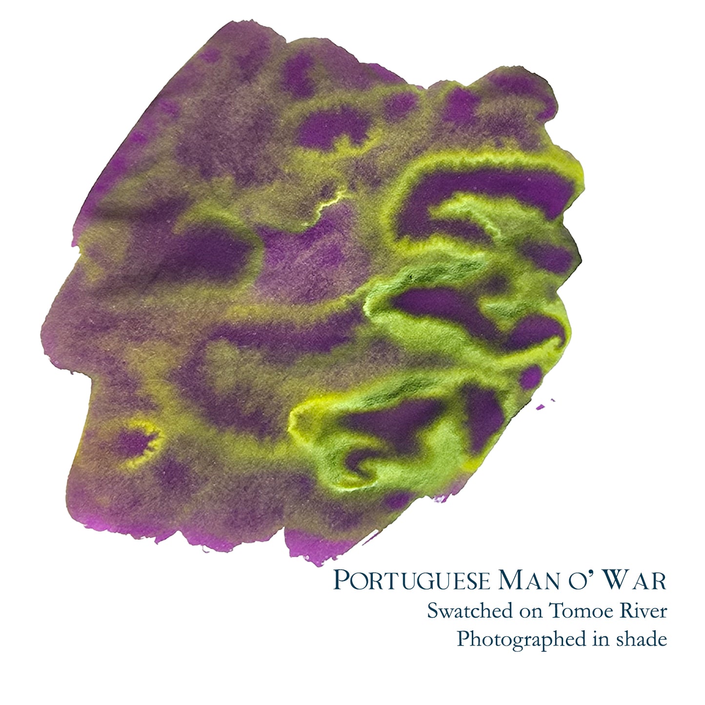 Van Dieman's & Pen Chalet's World Oceans - Atlantic: Portuguese Man of War